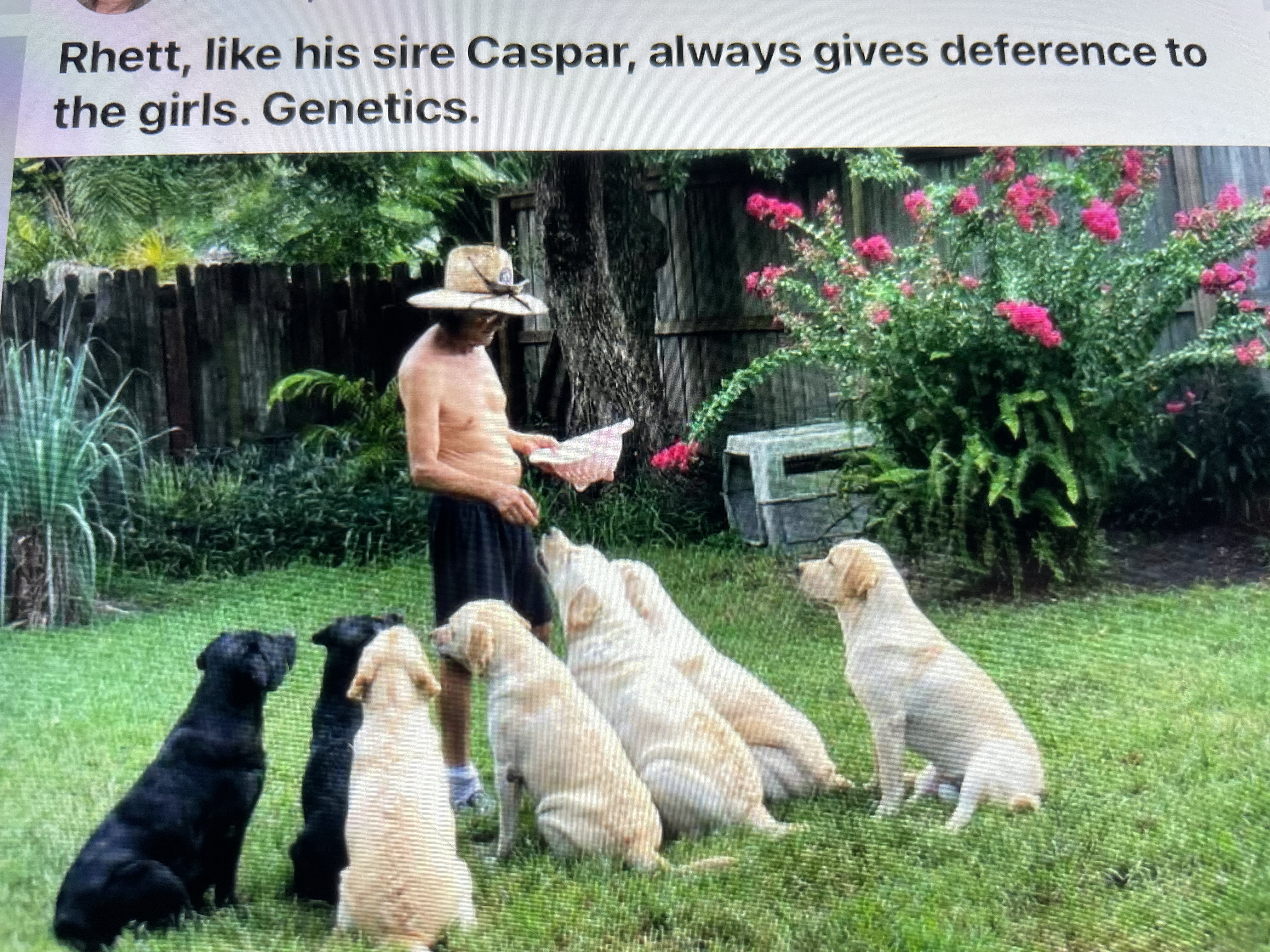 Rhett like his sire Caspar